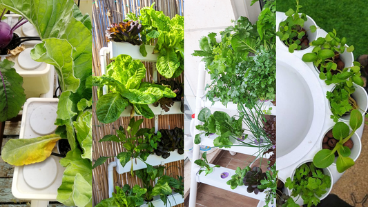 Comparing Cultivation: Dutch Bucket, NFT, and Flood and Drain Hydroponics Explained