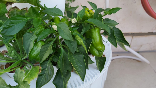 Seed to Harvest: How Long Do Plants Take to Grow in a Hydroponic System?