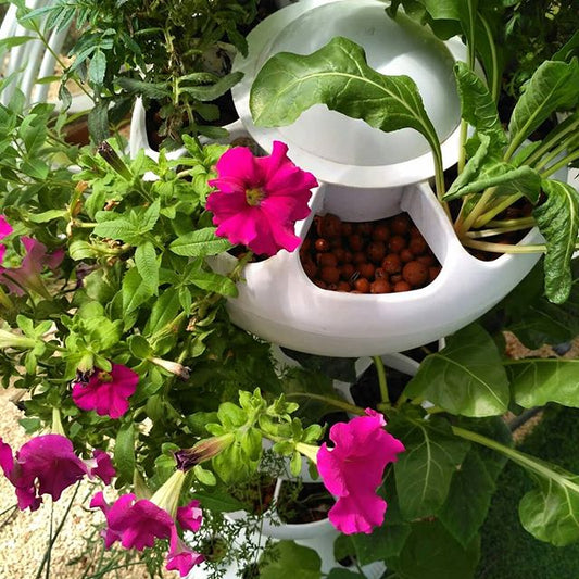 The Ultimate Hydroponic Growing Conditions: A Complete Guide