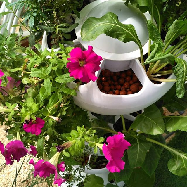 The Ultimate Hydroponic Growing Conditions: A Complete Guide
