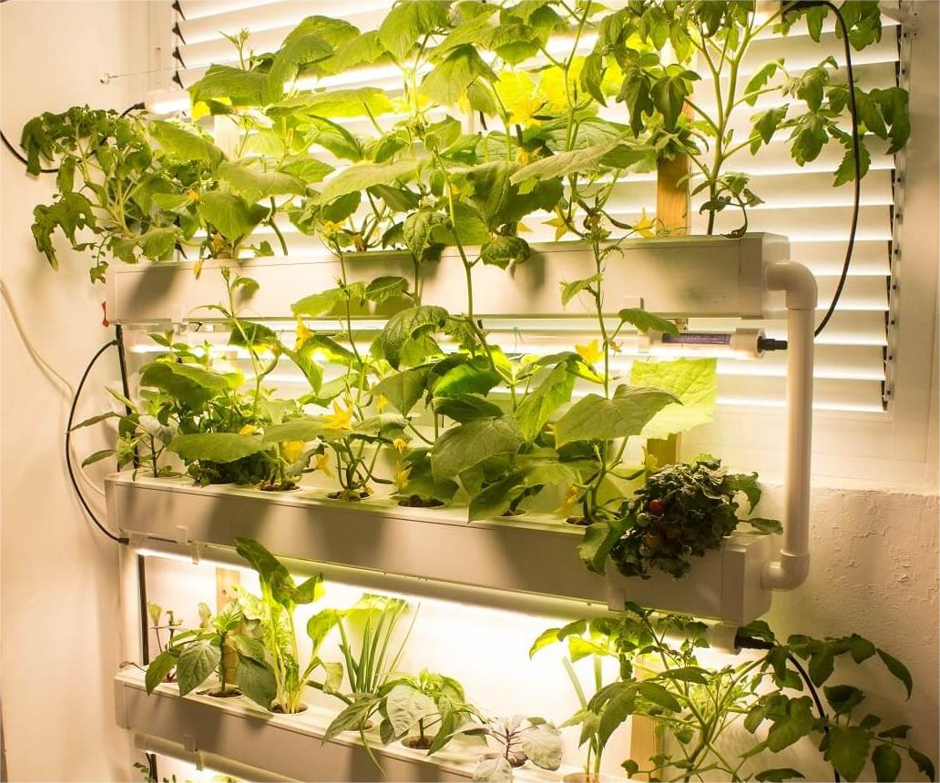 Cost Comparison: Hydroponics vs. Traditional Gardening