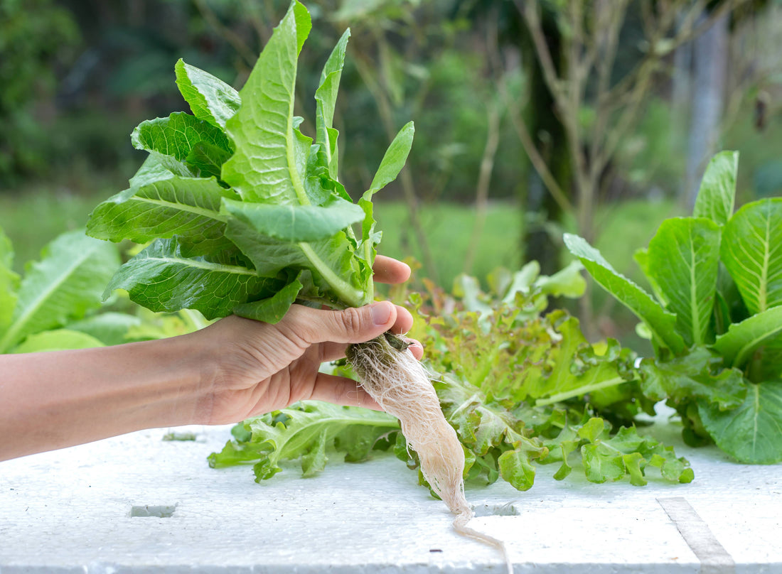 How Does a Hydroponic System Work: The 4 Key Elements