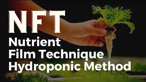 Nutrient Film Technique (NFT) Hydroponic Method