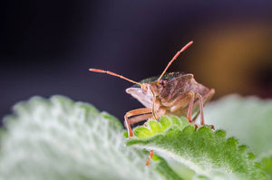 Managing Tarnished Plant Bug Infestations in Hydroponic Systems