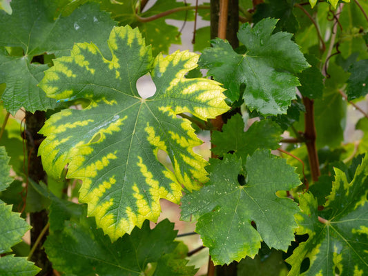 Managing Verticillium Wilt in Hydroponic Systems