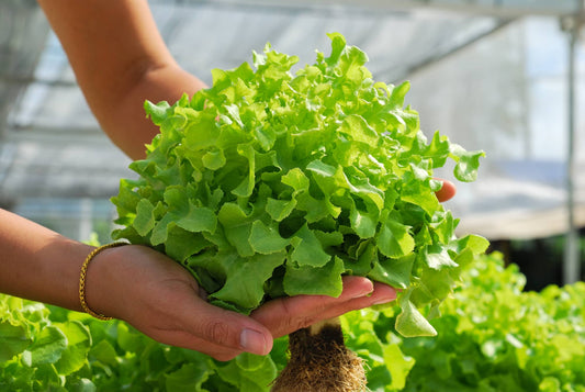 10 Easy Steps for Harvesting Your Hydroponic Herbs and Leafy Greens in 30 Days