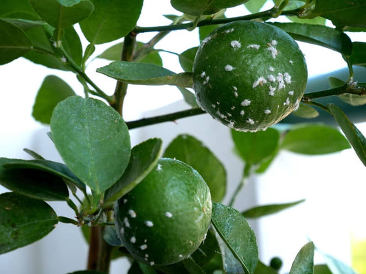 Managing Mealybugs in Hydroponic Systems