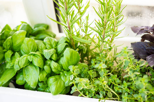 The 3 Pillars of Hydroponic Success: Environment, Water, and Care