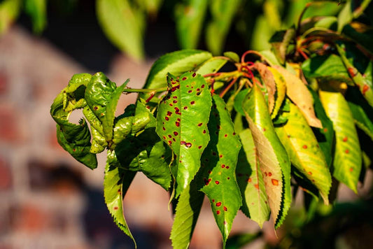 Managing Broad Mites in Hydroponic Systems