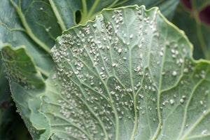 Managing Russet Mites in Hydroponic Systems
