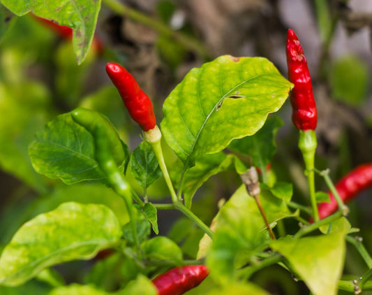 Hydroponic Hot Peppers: Growing Conditions, Benefits, and Expert Cultivation Tips