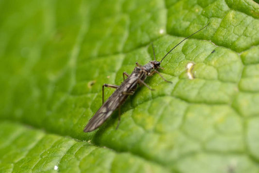 Leaf Miners: The Hidden Threat to Hydroponic Systems