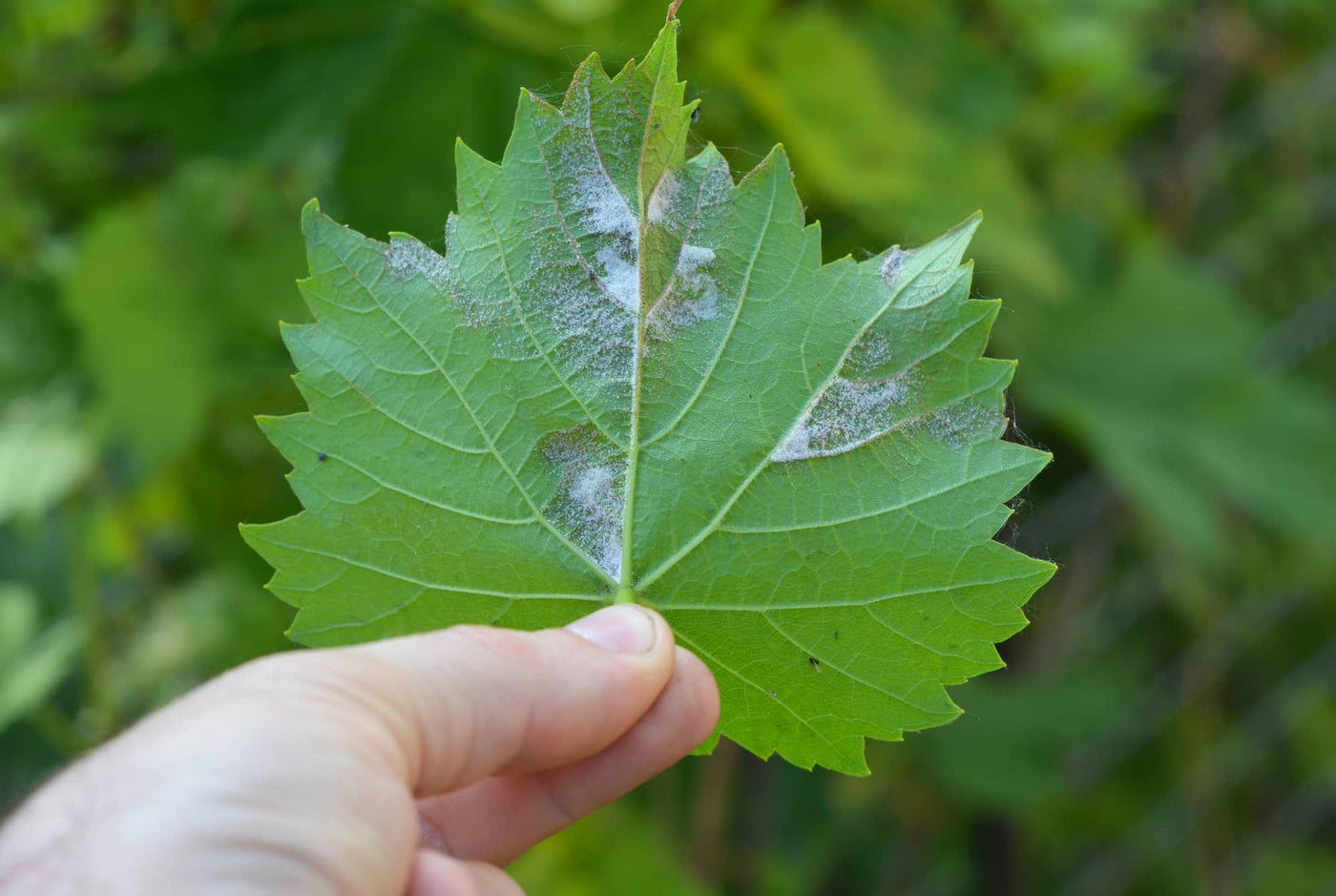 Managing Downy Mildew in Hydroponic Systems