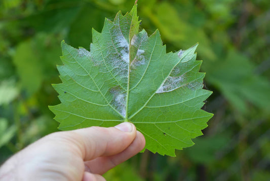 Managing Downy Mildew in Hydroponic Systems