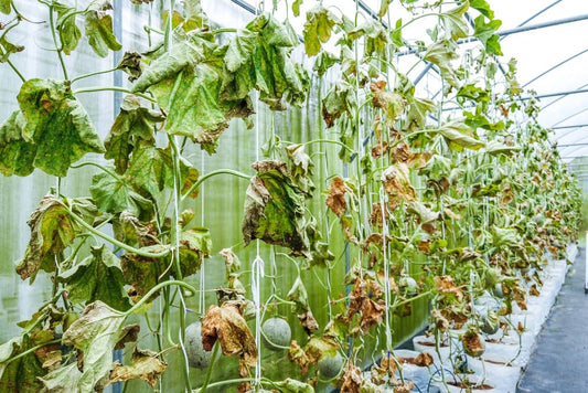 Managing Fusarium Wilt in Hydroponic Systems