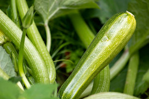 Mastering Hydroponic Zucchini: How to Grow High-Yield Zucchini in Controlled Environments