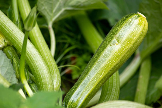 Mastering Hydroponic Zucchini: How to Grow High-Yield Zucchini in Controlled Environments