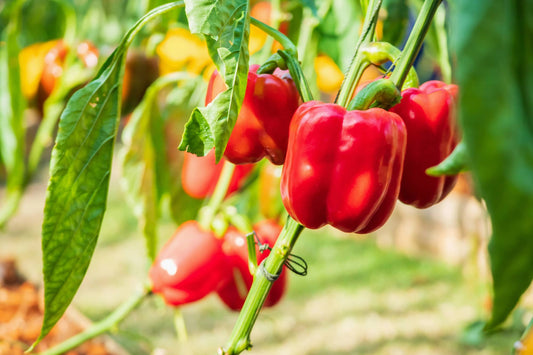 Hydroponic Bell Pepper Growing Guide: Optimal Conditions and Benefits