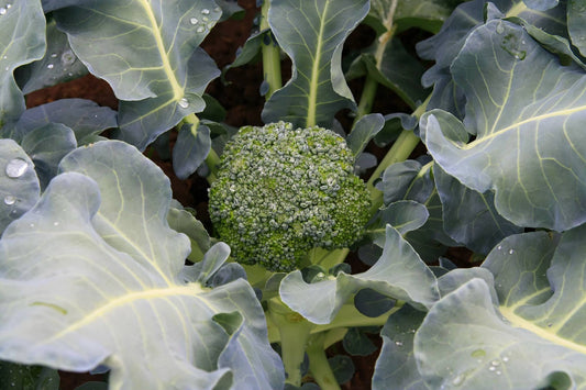 Hydroponic Broccoli: A Guide to Thriving Soil-Free Cultivation