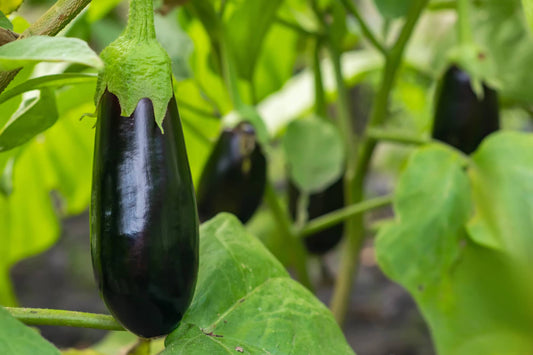 Hydroponic Eggplant Cultivation: How to Grow High-Yield Eggplants in a Soil-Free System