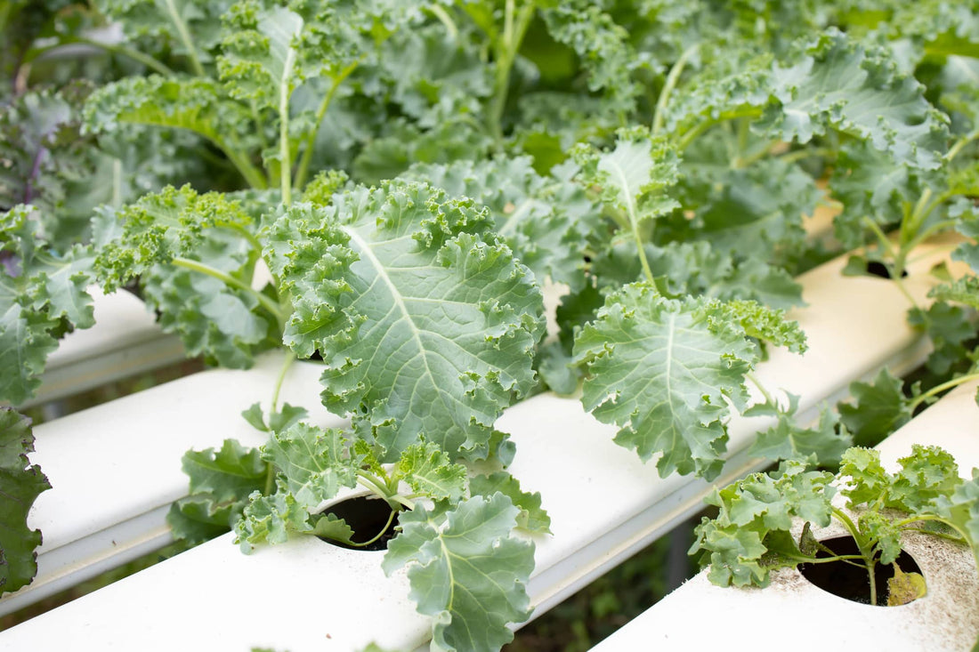 Hydroponic Kale: The Ultimate Guide to Year-Round Cultivation