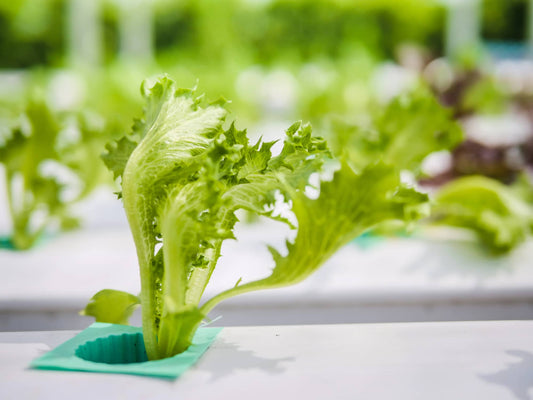 Hydroponic Lettuce: How to Grow Crisp, Nutritious Greens Year-Round