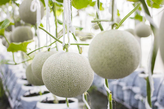 Hydroponic Melon Cultivation: Grow Sweet, Juicy Melons with Precision Farming