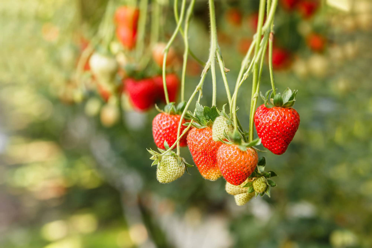 Hydroponic Strawberry Growing Guide: Optimal Conditions and Benefits