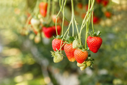 Hydroponic Strawberry Growing Guide: Optimal Conditions and Benefits