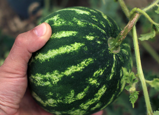 Hydroponic Watermelon: A Complete Guide to Growing Sweet, Juicy Watermelons Year-Round