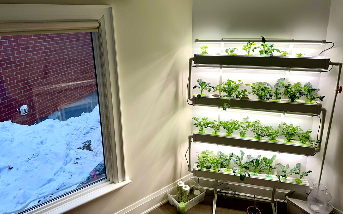 How to choose the right growing light for your hydroponic system