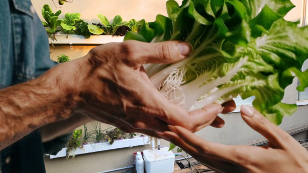 Hydroponics 101: The Ultimate Beginner’s Guide to Soil-Free Gardening