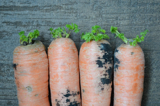 Managing Root Rot in Hydroponic Systems