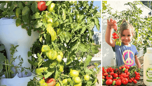 The Ultimate Hydroponic Tomato Guide: Best Systems, Growing Tips & Pro Hacks for a Massive Harvest!