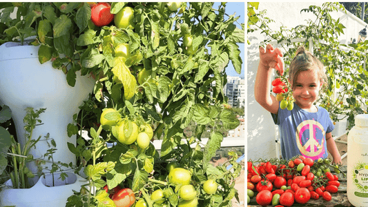 The Ultimate Hydroponic Tomato Guide: Best Systems, Growing Tips & Pro Hacks for a Massive Harvest!