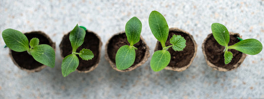 How to Transplant Seedlings in a Hydroponic Garden?