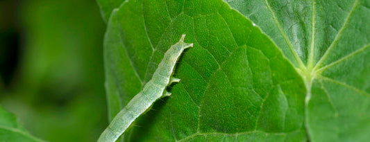 Managing Cabbage Loopers in Hydroponic Systems