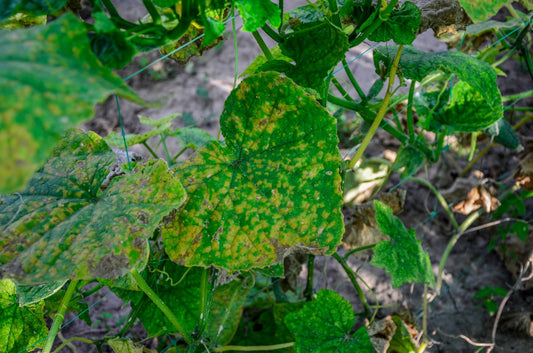 Managing Mosaic Viruses in Hydroponic Systems