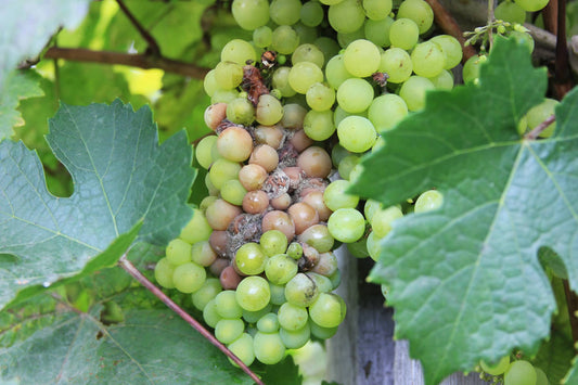 Managing Botrytis Cinerea (Gray Mold) in Hydroponic Systems
