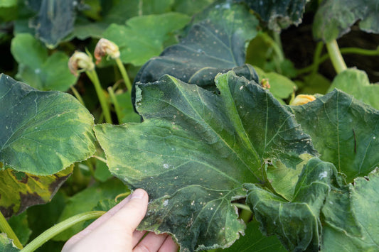Managing Bacterial Wilt in Hydroponic Systems