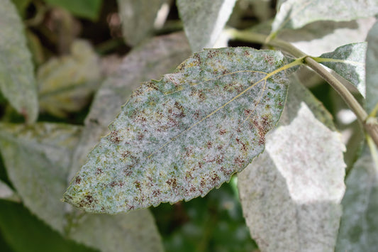 Managing Powdery Mildew in Hydroponic Systems