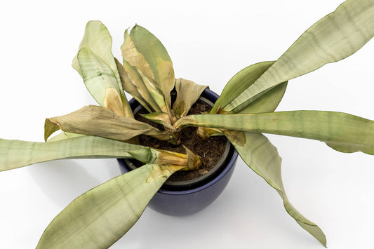 Managing Pythium Root Rot in Hydroponic Systems