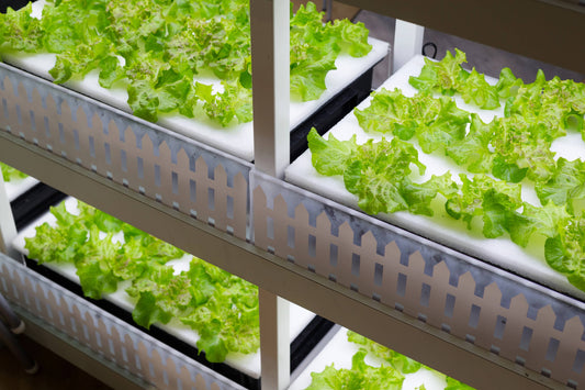 Managing Damping-Off in Hydroponic Systems