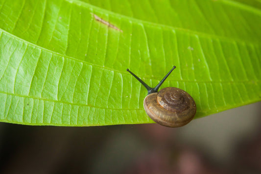 Managing Slugs and Snails in Hydroponic Systems