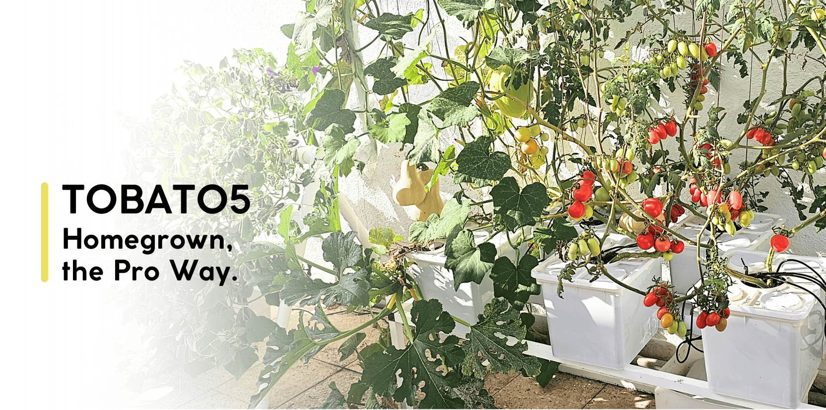 TOBATO5: Homegrown, the Pro Way.