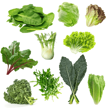 NatureTech Hydroponics grow leafy greens