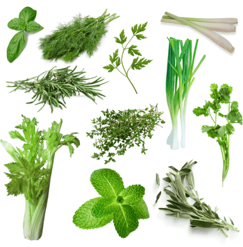 NatureTech Hydroponics grow mini herbs