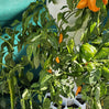 Airponic Fruit - Hydroponic Tower Garden System