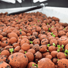 Expanded Clay Pebbles for Airponic Fruit 20L Bag