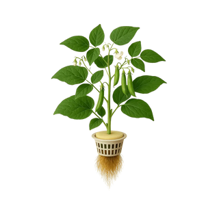 Green Bean
